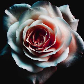 Neon flower wallpaper