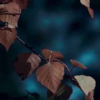 Dark autumn tree wallpaper