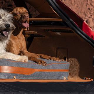 Animal 2021 wallpaper