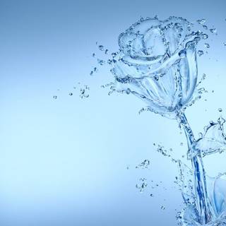 Water plant wallpaper