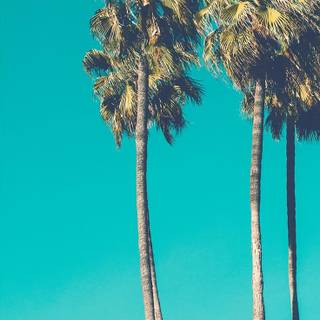iPhone 4k palm trees wallpaper