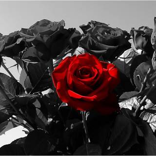 Rose for computer wallpaper