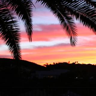 iPhone 4k palm trees wallpaper