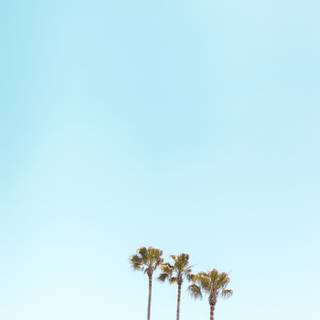 iPhone 4k palm trees wallpaper