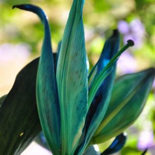 World most beautiful mobile wallpaper