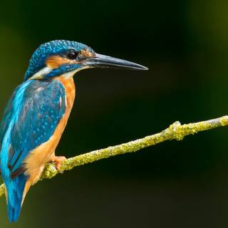 Desktop 4k HD bird wallpaper