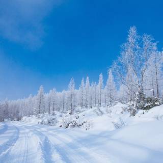 White winter trees wallpaper