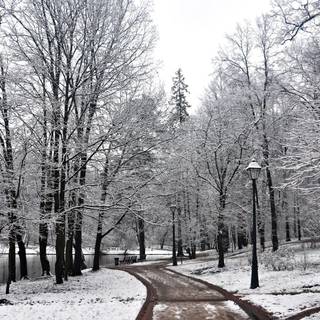 White winter trees wallpaper