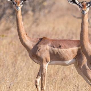 Impala antelope wallpaper