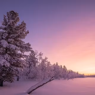 Snowy forest at sunrise wallpaper