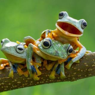 Rainbow poison dart frog wallpaper