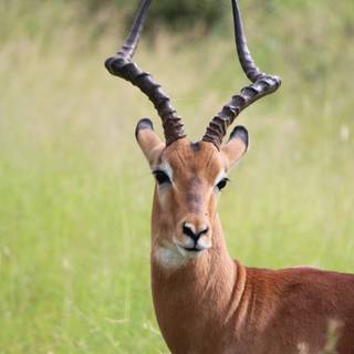 Impala antelope wallpaper