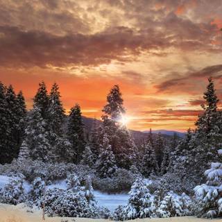 Snowy forest at sunrise wallpaper