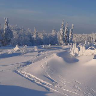 Sunny winter morning wallpaper