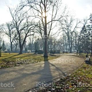 Sunny winter morning wallpaper