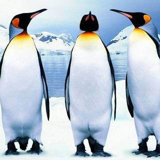 Emperor penguin wallpaper