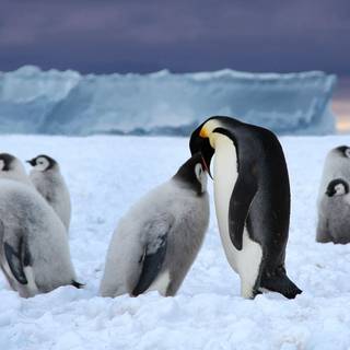 Emperor penguin wallpaper