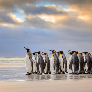 Emperor penguin wallpaper