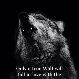Wolf fighting quotes wallpaper