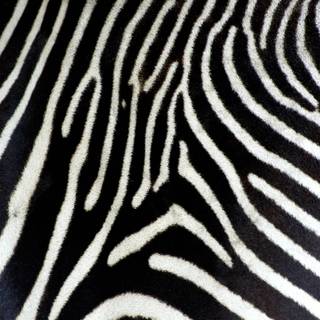 Print zebra wallpaper