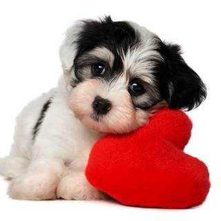 Puppies Valentine's Day wallpaper