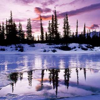 Purple winter wallpaper