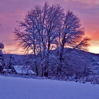 Purple winter wallpaper