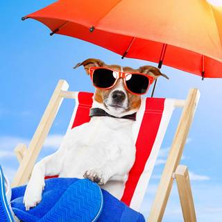 Parson Jack Russell wallpaper