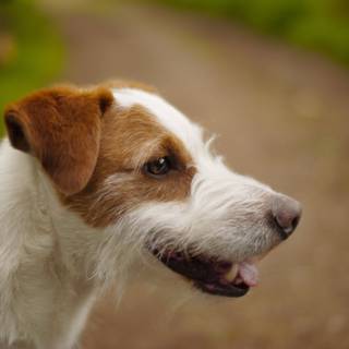 Parson Jack Russell wallpaper