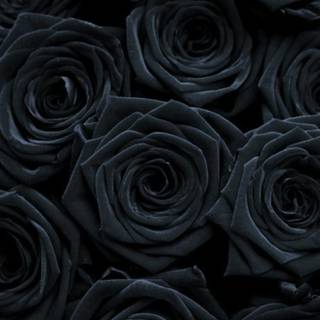 Emo roses wallpaper