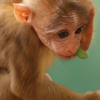 Monkey cute wallpaper
