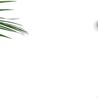 Flowers leaves art HD wallpaper