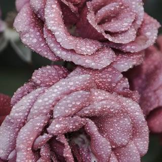 iPhone flowers wallpaper