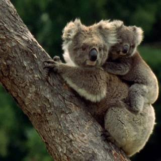 Baby koalas wallpaper