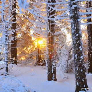 Winter sun in forest wallpaper