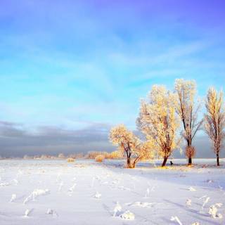 Snowy landscape wallpaper