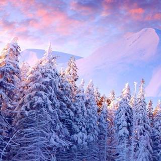 Snowy landscape wallpaper