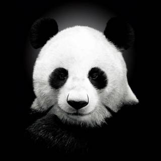 Panda Ultra HD wallpaper