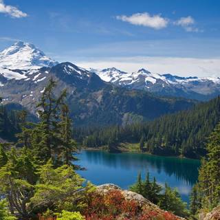 Forest mountain wallpaper