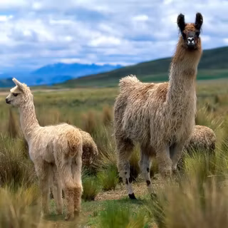 Baby llamas wallpaper
