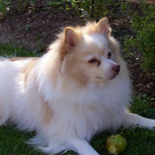 German Spitz wallpaper