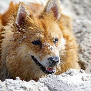 German Spitz wallpaper