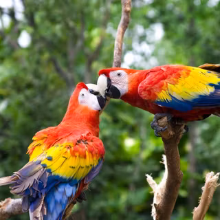 Valentine's Day parrots wallpaper