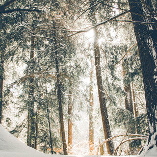 Winter scene phone wallpaper