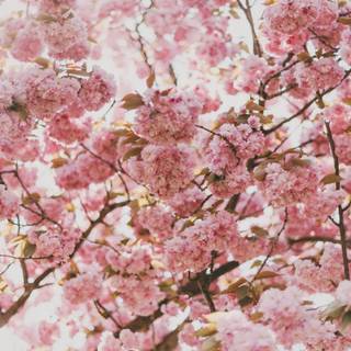 Macbook pink wallpaper