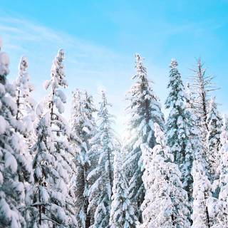 Winter sunny forest wallpaper