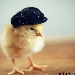 The cutest animal wallpaper