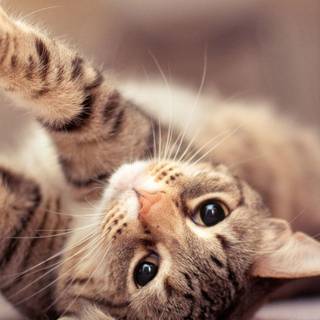 Cat for mobile wallpaper