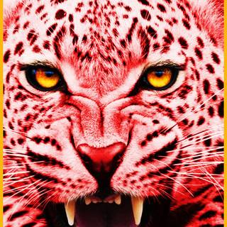 Red Tiger wallpaper