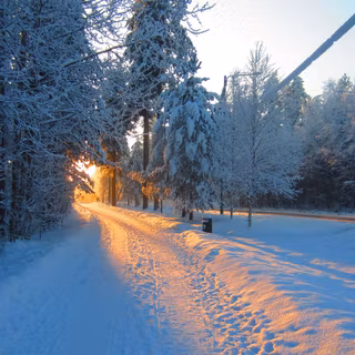 Winter morning in forest wallpaper